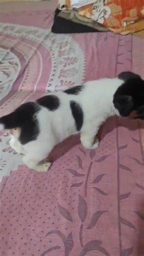 Cute Puppy's First Steps! 🐾 | So Small and Adorable| #shorts#funny#dog#puppy#cute