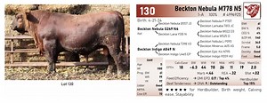 Lot 130 - Beckton Nebula M778 N5: Beckton Red Angus - Online Sale