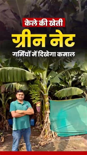 How farmers can protect thier #bananacrop from #heatwaves. #bananafarmer #greennet