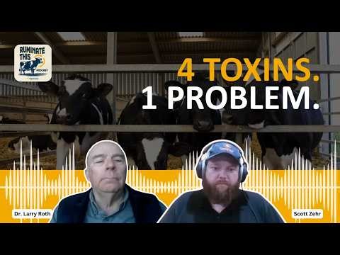 Multiple Mycotoxins in Dairy: Why Low Levels Are More Dangerous