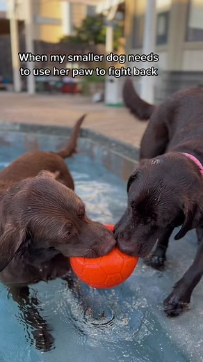 #chocolatelab #labrador #labradorretriever #dogsofinstagram #labsofinstagram #chocolate #chocolatelabrador #chocolatelabsofinstagram #labs #dog #lab #puppy #dogs #labradorsofinstagram #of #labradors #talesofalab #chocolatelaboftheday #chocolatecake #chocolatelovers #chocolatelover #chocolates #dogstagram #worldoflabs #insta #squad #puppylove #love #labradorpuppy #labradoroftheday #fyp #ShowOffLandOFrost