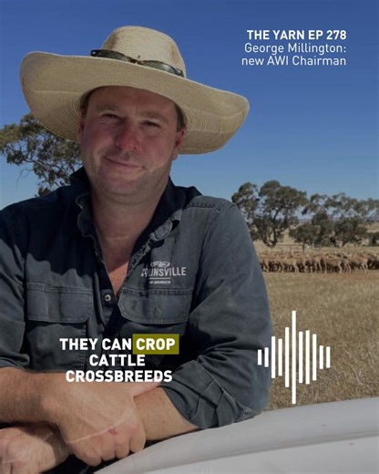 The Australian wool industry research, development and marketing body has a new Chairman with George Millington. Bringing profitability back to wool production and consultation with the woolgrowers the company serves are his clear priorities. On the latest episode of The Yarn, we hear directly from George on his priorities moving forward. Link to the full episode in the comments 👇 AWI Extension NSW AWI Extension QLD AWI Extension SA AWI Extension TAS AWI Extension VIC AWI Extension WA Leading S