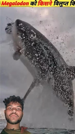 sark machali. #facts #animals #3danimation #viral