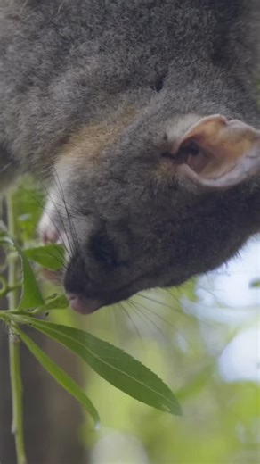 4 comments | 樂 Why do opossums play dead, and how tiny are their...