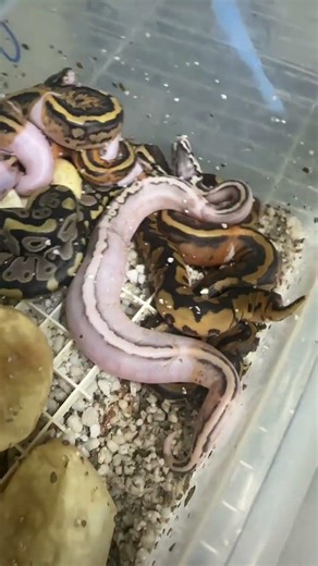Clutch of Pieds and Hets #foryou #ballpython #piedballpython #reptiles