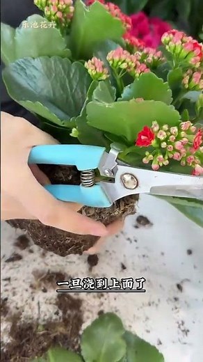 Master the Art of Kalanchoe Pruning for Beginners