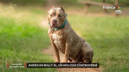🐕⚠️ L’American Bully XL, chien jugé dangereux qui échappe à toute réglementation, est le fruit d’un croisement. Il s’est tristement fait connaître en France après plusieurs agressions. Faut-il l’interdire, comme au Royaume-Uni ? | Le 20h – France Télévisions