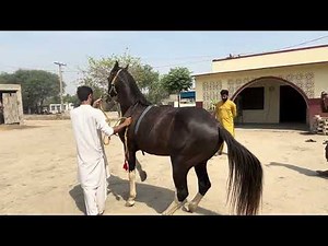 Horse video 📷