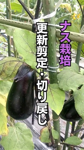 【家庭菜園】ナスを長く収穫する方法 #ナスの育て方 #更新剪定 #shorts
