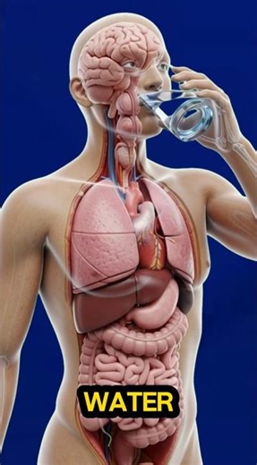 What Happens Inside Your Body After One Sip of Water | 3D Medical Animation #healthtips #facts