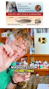 New World Screw Worm Warning for Dogs and Cats! Are your pets at serious risk? #screwworm #parasite