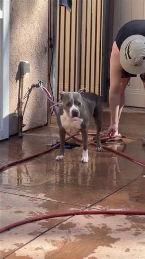 Pitbull Protests Bath Time With a Swift Kick || ViralHog