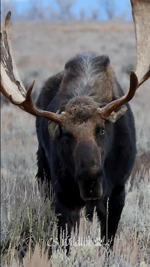 Big Bull Moose "Hoback" Shows His Rut Dominance #wildlife #shorts #moose