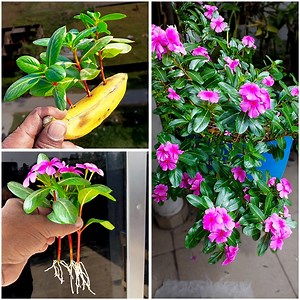 18K views · 281 reactions | Best & easy to way grow periwinkle plant at home from cutting || Best propagation for gardening | Dian Creative | Facebook