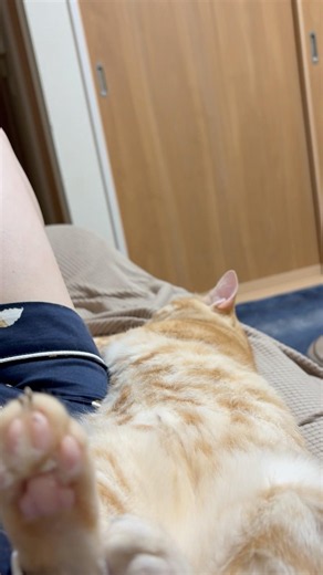 飼い主と添い寝する茶トラ猫ササミ