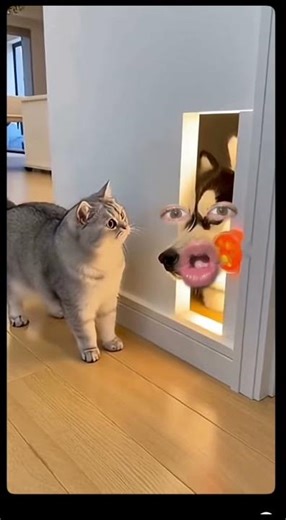 The Cat Pressed the Sensor... But a HUSKY Head Jumped Out! #surprise #satisfying #gadgests