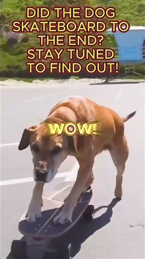 DOG 🐶 VS SKATEBOARD 🛹: What Happened Next?🐕‍🦺⛸🐩