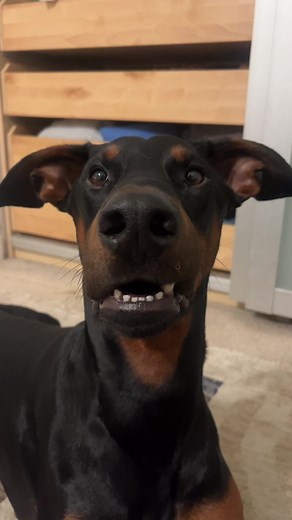 This is my dog Cowboy… he’s really smart (on the inside) ❤️ #dogs #cutedog #funnydog #doberman