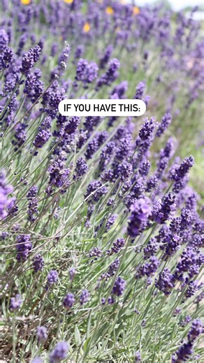 1.2K views · 41 reactions | Coneflower and lavender are the perfect...