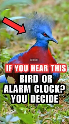 Funniest Bird Sounds Ever Caught on Camera! #funnybirds #birdsounds #wildlifecomedy