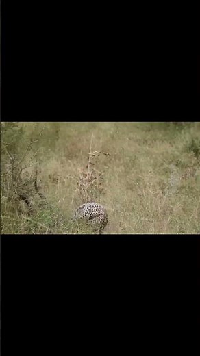 لمح البص نمر يباغت الامبالا بسرعة خارقة#shorts #animals