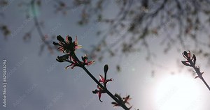 the first leaves on a red maple in early spring, the first foliage of a red maple in the park illuminated by sunlight