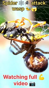 RARE ENCOUNTER: Spider vs Wasp Nature's Precision in Action 🐝 🕷️ #spider #wasp #fighter #fbreelsfypシ゚viralシ #viralreelschallenge | Alex dk 09