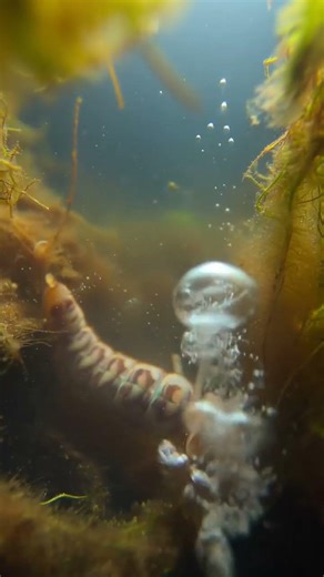 Diving Beetle Larva vs Mosquito Larva The Deadly Swamp Ambush A hidden predator strikes in the…