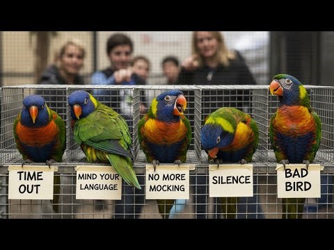 Five parrots were separated at a zoo, after repeatedly swearing at guests and laughing mockingly