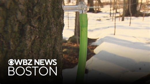 Here's a look at the modern way of getting maple syrup from a tree | Haystack News