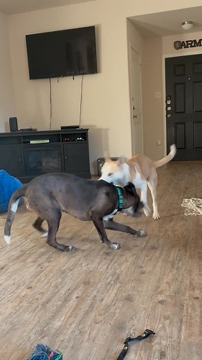 It’s safe to say that bluey and Brandi are so happy to see each other again! We are so happy for these two! Congratulations 🎉 | Forney Animal Shelter