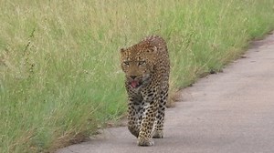 Hefty male leopard on territory patrol duties #reels #trend #video #life #travel #viral #trending #africa #Amazing #nature #viral #AfricanBushKingdom | African Bush Kingdom