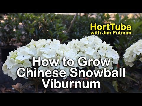 How to grow Chinese Snowball Bush - Viburnum Macrocephalum