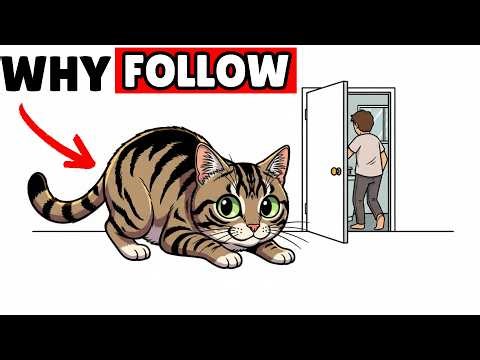The Real Reason Cats Follow You To The Bathroom