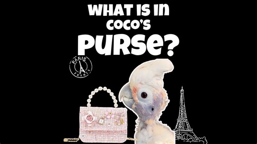 11K views · 1K reactions | You will be surprised to see the most important thing Coco keeps in her purse. The videos are so cute, I hope you all enjoy them! What do you think she should be carrying in her purse? | Lucky Lou and Coco Too | Facebook
