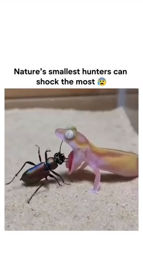 Global io on Instagram: "The post features a 15-second surreal animation showing a translucent gecko swallowing a shiny beetle whole. Moments later, the insect appears trapped inside a glowing purple bubble within the gecko’s body, creating dramatic tension before the bubble suddenly bursts and releases it. The sequence leans heavily into exaggerated, almost sci-fi wildlife aesthetics, turning a simple predator-prey moment into a visually intense, hyper-stylized spectacle. Shared by @Vidzomedia1