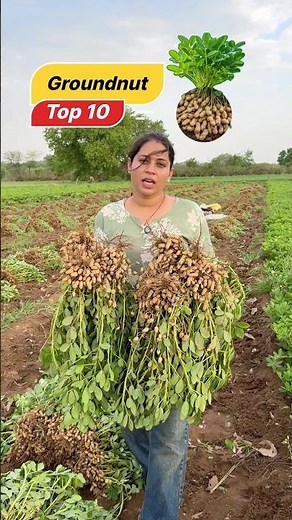 Best Groundnut Varieties || Best Peanut Seed Varieties || High Yielding Peanut Seeds ||