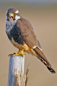 Aplomado falcon - Alchetron, The Free Social Encyclopedia