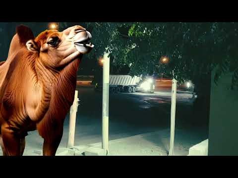 Camel 🐫 Eating Tree Leaves 🍃 At Night 🌙
