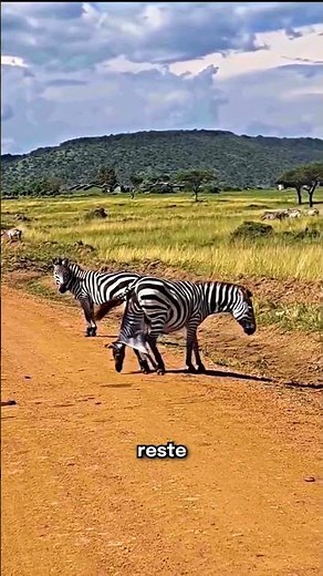 The incredible birth of the zebra