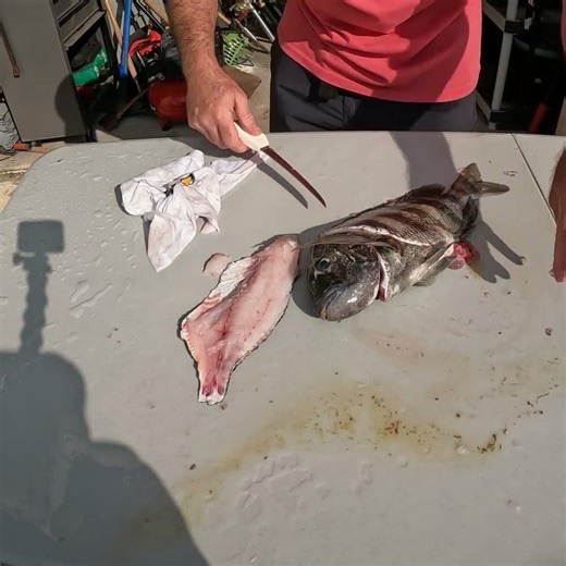How to filet SHEEPSHEAD