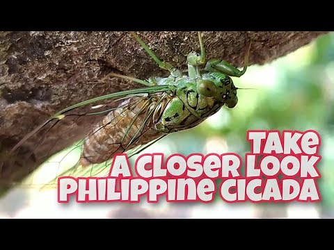 Philippine Cicada ( kuliglig ) | Cicadidae | amazing cicada life cycle