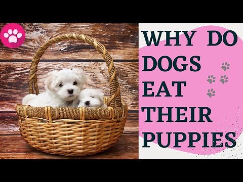Why do Dogs eat their Puppies? | How to stop a mother dog eating their puppies |