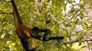 Watch what happens when algae grows directly on a sloth’s fur