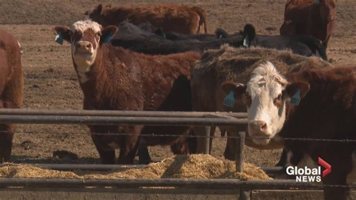 Pigeon Lake residents voice frustrations in meeting over proposed feedlot expansion