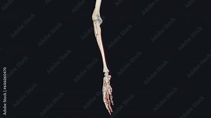 The ulnar artery terminates at the hand via its branches, the palmar carpal arch, the superficial palmar arch