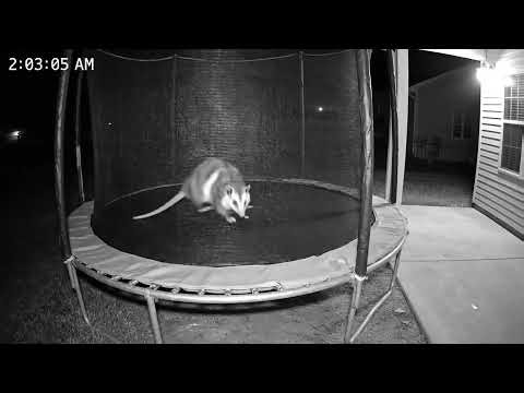🌙 Midnight Opossum Bounce: Backyard Security Cam