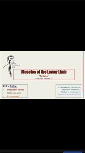 muscle of the lower limb. anatomy revision 💫😊🥰 #bmlt