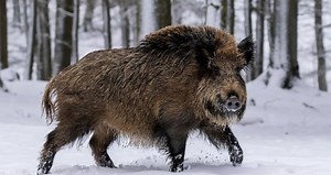 600-Pound Feral Hogs Invade Canada And Destroy Farmland To Build 'Pigloos'