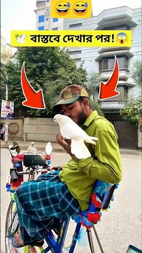 হুয়াইটি কানে কানে কি বলে? 🕊️🤔 #kabutar​ #কবুতর​ #birds​ #funny​ #comedy​ #viral #shorts​ #trending​